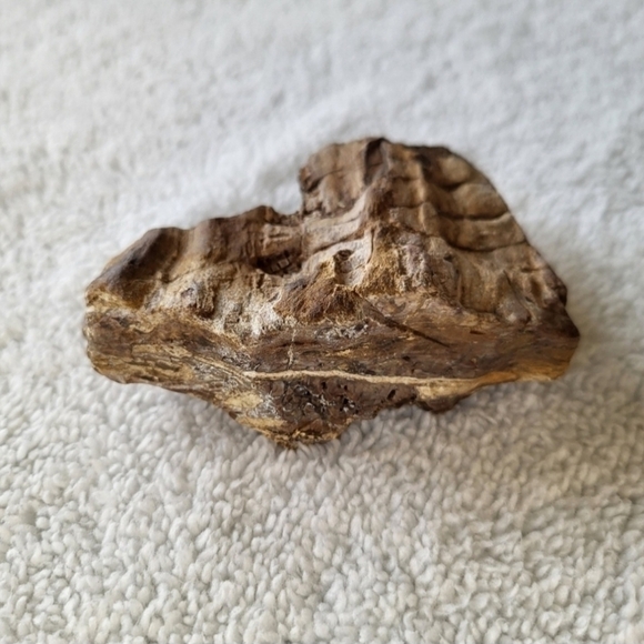 Raw Petrified Wood 11.9 OZ Measures 4Inches by 3 Inches by 1.25 Inches - Picture 4 of 7